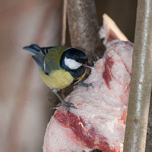 森林里的山雀吃肉图片