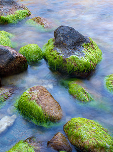 海底有藻类的石头图片