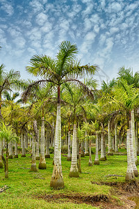 棕榈树风景图片