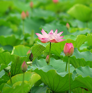 盛开的莲花图片