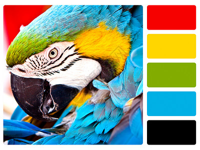 鹦鹉鸟彩色调板高清图片