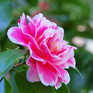 日本山茶的粉红色花图片