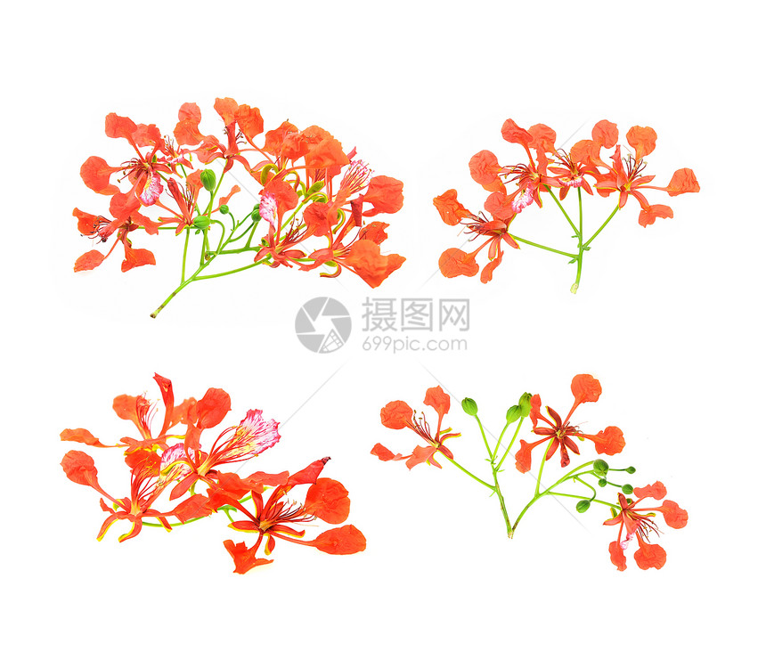 孔雀花图片