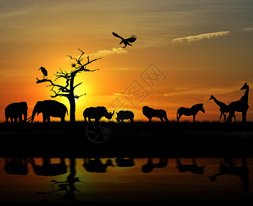 日落时的非洲野生动物剪影图片