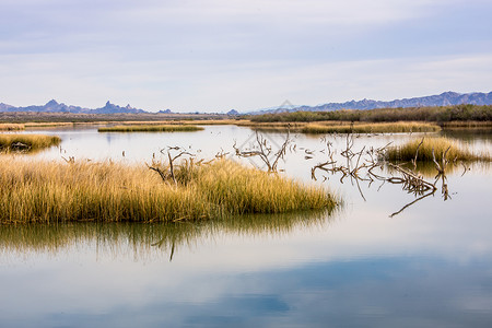 哈瓦苏湖野生动物保护区莫哈韦沙漠南科罗拉多河沿岸Mojave沙图片