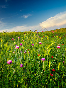 绿色草地上鲜艳的花朵弹簧组成图片