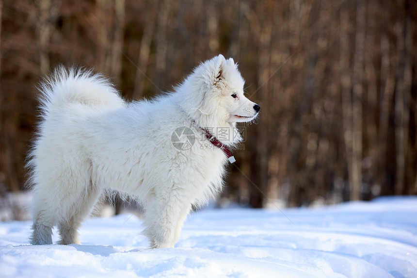 萨摩耶小狗在冬天图片