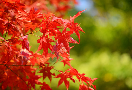 红色的日本枫树图片