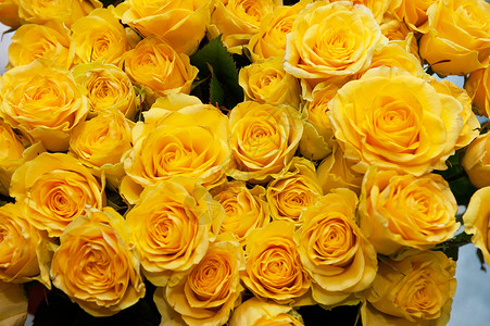 黄色天然玫瑰背景图片