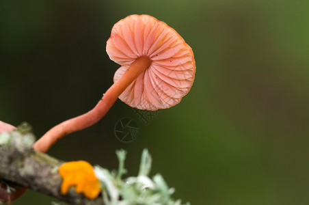 野外美丽的蘑菇或真菌细节图片