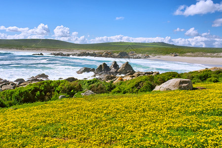 海滩旁边的黄色花田拍摄于南非西开普省朗格班附近的西高清图片