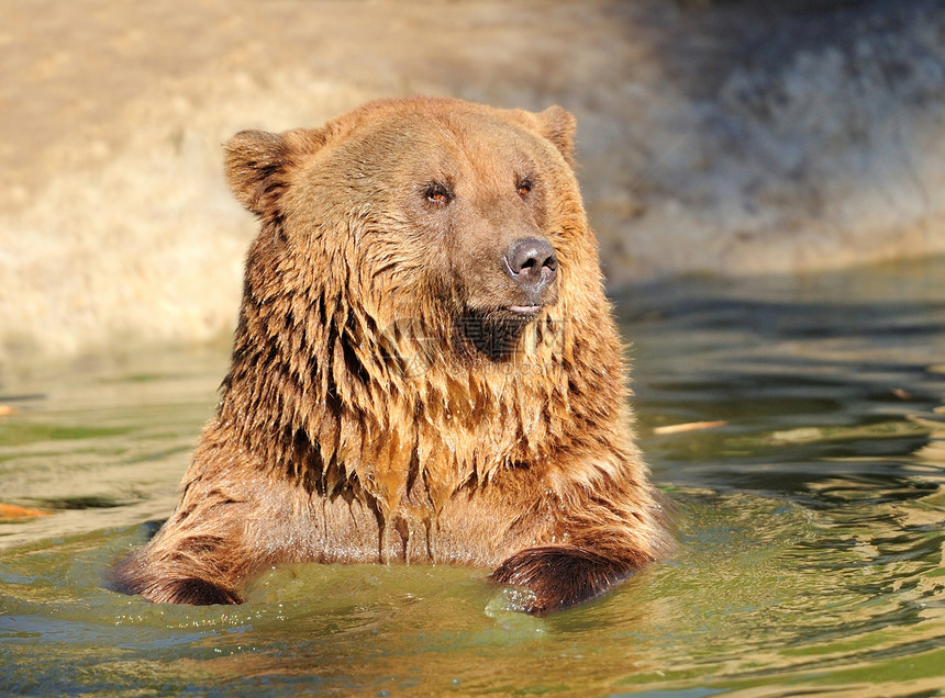 水中的大棕熊图片