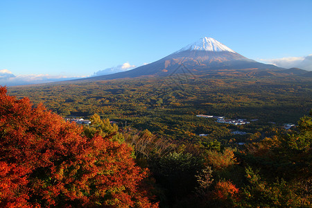 秋天富士山与青原林的景象图片