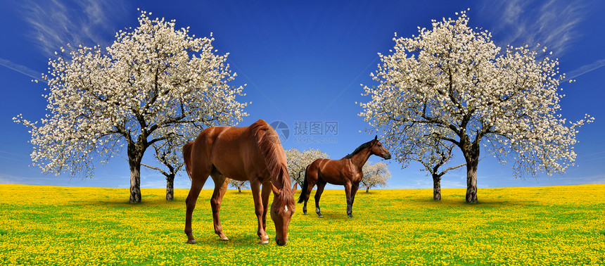 盛开的樱桃树与马图片