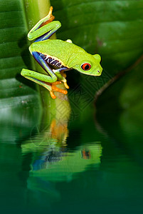 有反射的红眼树蛙图片