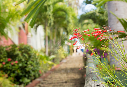 在夏洛特阿玛莉圣托马斯由红花朵图片