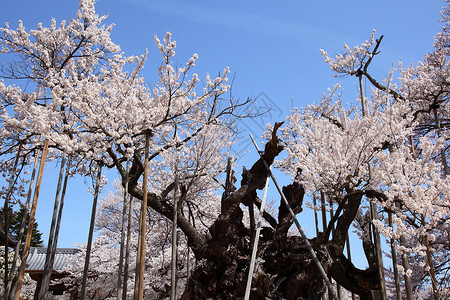 日本亚马纳什市山中真代樱桃树图片