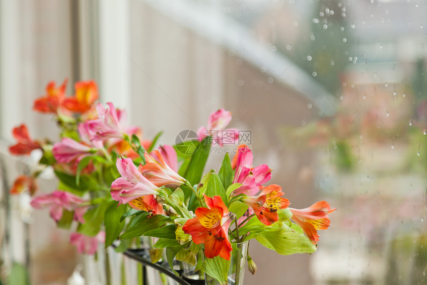 五颜六色的花朵站在窗前带着雨滴图片