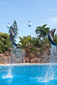 海豚在游乐园的游泳池里表演图片