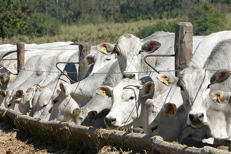 奶牛和在农场喂食图片