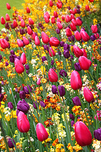 美丽的春天五颜六色的花朵图片