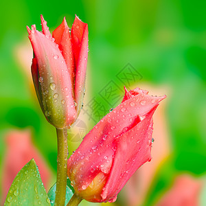 春天的郁金香花朵雨滴在绿图片