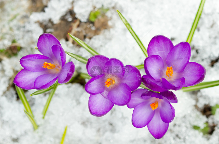 雪中美丽的春番红花图片