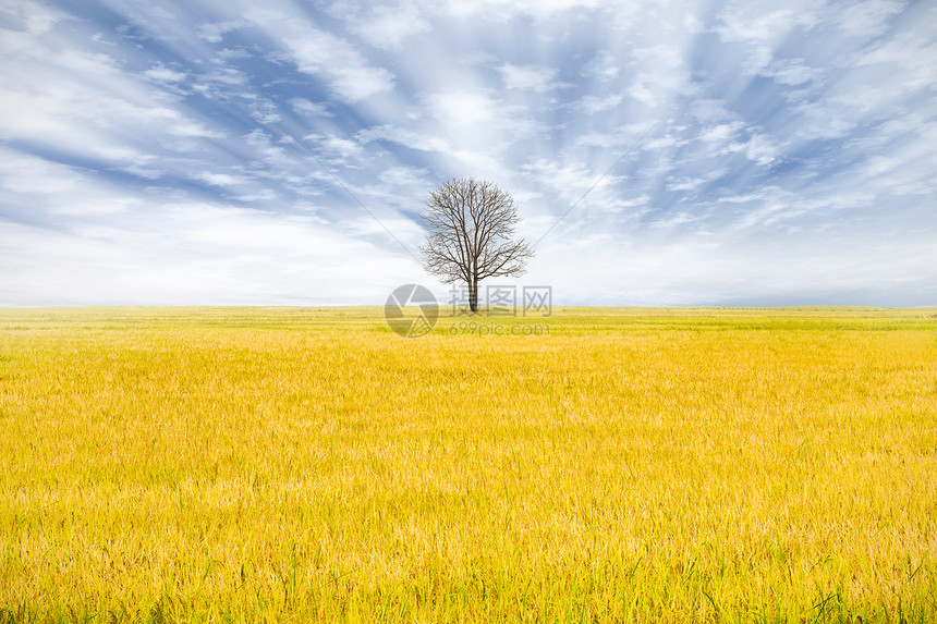 稻田里孤独的死树图片