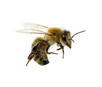 蜜蜂被白色隔离背景图片