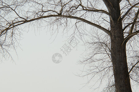 冬天树的形象图片