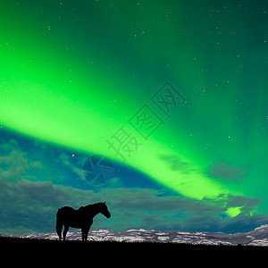 月光下的马在牧场上的剪影图片