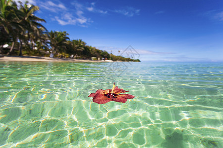 漂浮在斐济热带岛屿上的H背景图片