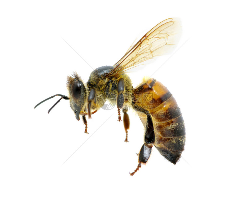蜜蜂被白色隔离图片