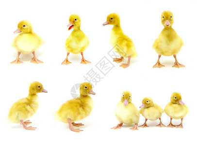 白色背景上的黄色鸭子系列图片