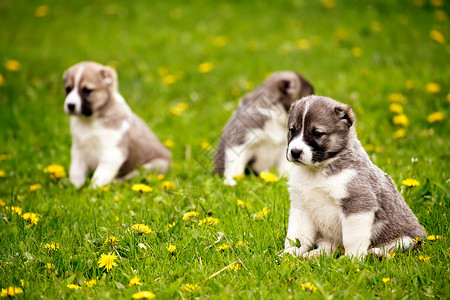 春绿黄草中可爱的小狗图片