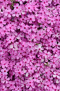 福禄考粉红色的春天花朵纹理背景图片