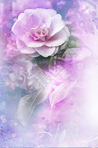 茶花美丽的粉红色春天背景与粉红色的玫瑰夏季花卉背景图片