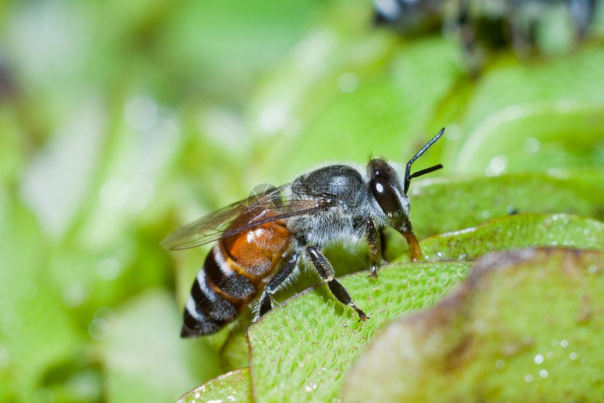 蜜蜂从花粉中找图片