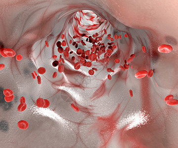 红血细胞静脉和通高清图片