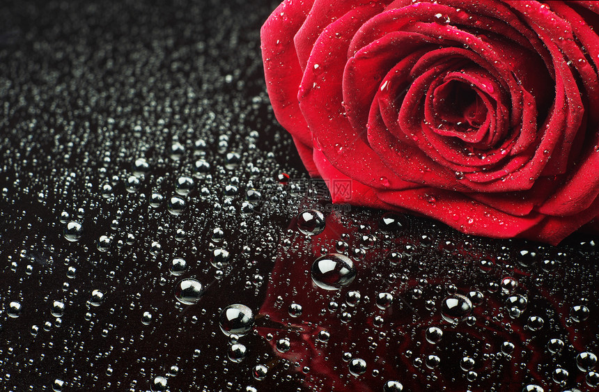 红玫瑰与水滴特写图片