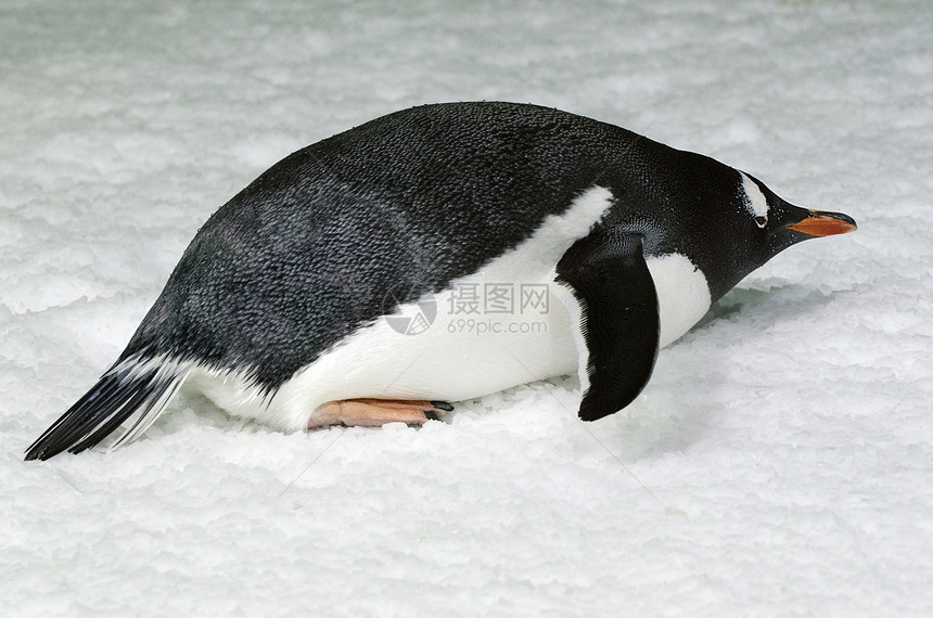 Gentoo企鹅在自图片