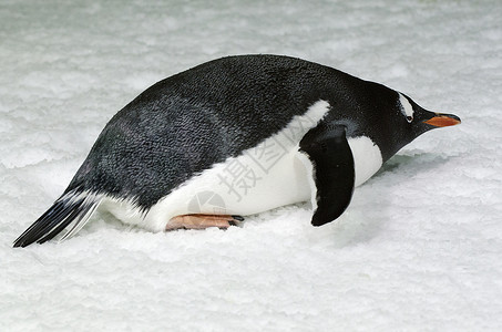 Gentoo企鹅在自图片
