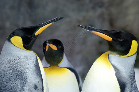 三只企鹅在他们自图片