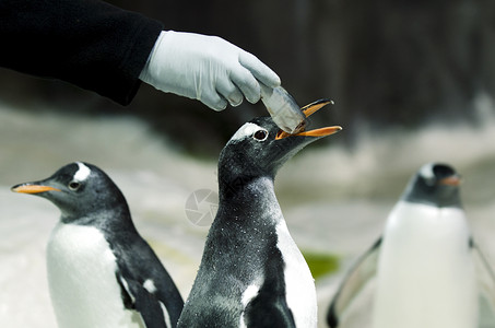 在凯利塔尔顿海洋世界将鱼喂给巴布亚企鹅图片