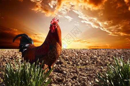 红公鸡在耕种的田地上面对图片