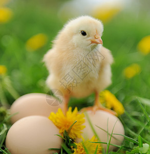 草地上的小鸡和蛋图片