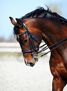 棕色种马一匹运动棕色马的画像骑马纯种背景图片