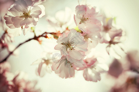 春天白樱桃树花的复古照片图片