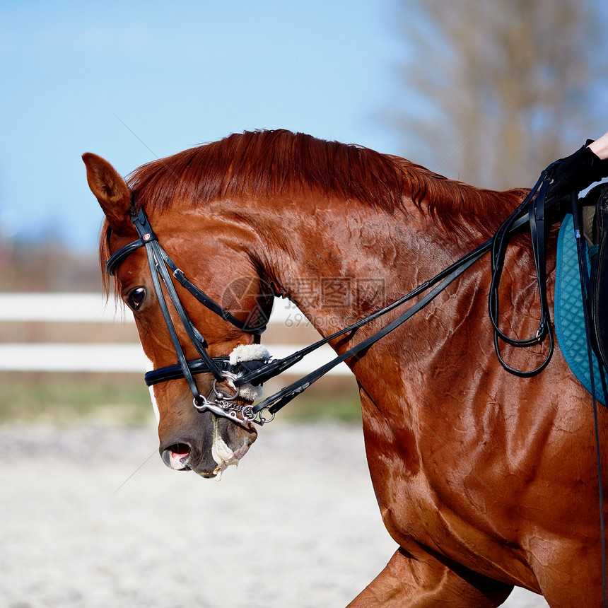 棕色种马一匹体育红马的画像骑马纯种图片