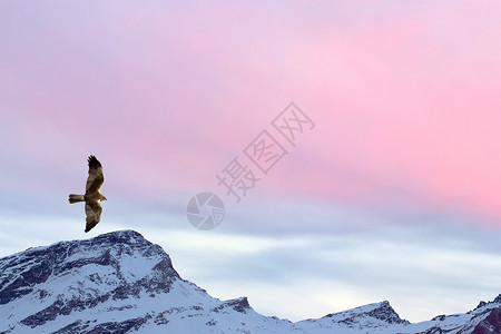 山粉红色天空背景上的风筝鹰鱼图片